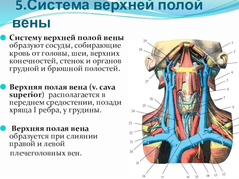 5.Система верхней полой вены Систему верхней полой вены образуют сосуды, собирающие кровь