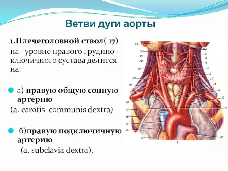 Ветви дуги аорты 1.Плечеголовной ствол( 17) на уровне правого грудино-ключичного сустава делится