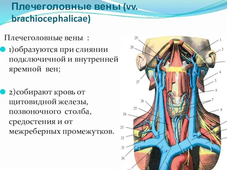 Плечеголовные вены (vv. brachiocephalicae) Плечеголовные вены : 1)образуются при слиянии подключичной и