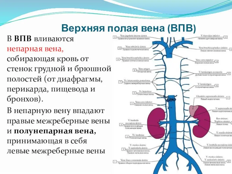 Верхняя полая вена (ВПВ) В ВПВ вливаются непарная вена, собирающая кровь от