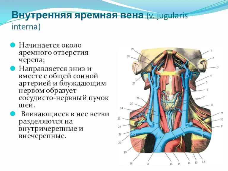 Внутренняя яремная вена (v. jugularis interna) Начинается около яремного отверстия черепа; Направляется