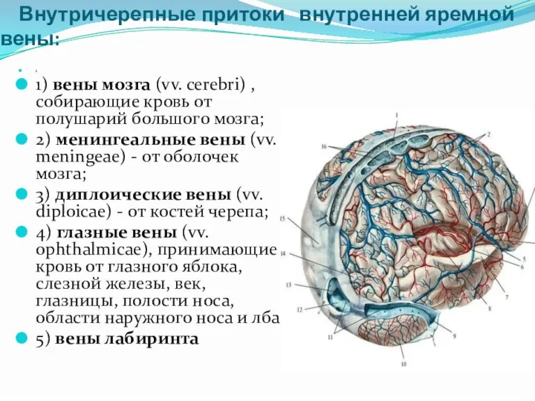 Внутричерепные притоки внутренней яремной вены: 1 1) вены мозга (vv. cerebri) ,