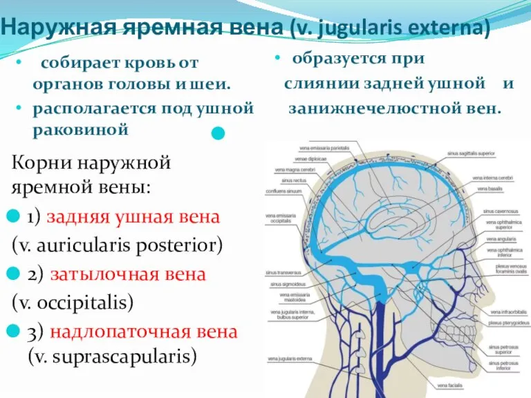 Наружная яремная вена (v. jugularis externa) собирает кровь от органов головы и