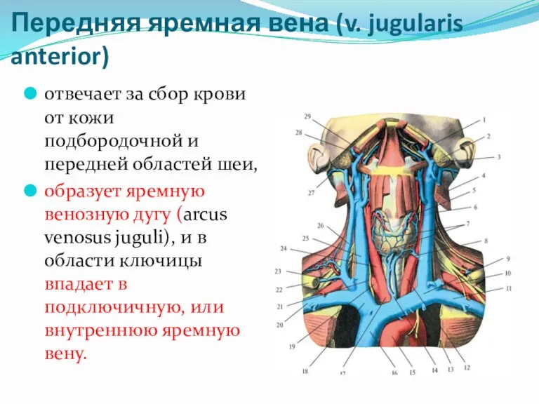 Передняя яремная вена (v. jugularis anterior) отвечает за сбор крови от кожи