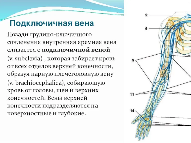 Подключичная вена Позади грудино-ключичного сочленения внутренняя яремная вена сливается с подключичной веной