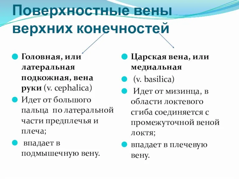 Поверхностные вены верхних конечностей Головная, или латеральная подкожная, вена руки (v. cephalica)