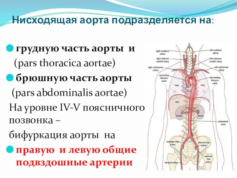 Нисходящая аорта подразделяется на: грудную часть аорты и (pars thoracica aortae) брюшную