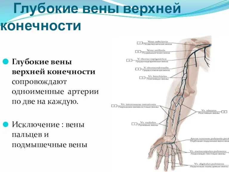 Глубокие вены верхней конечности Глубокие вены верхней конечности сопровождают одноименные артерии по