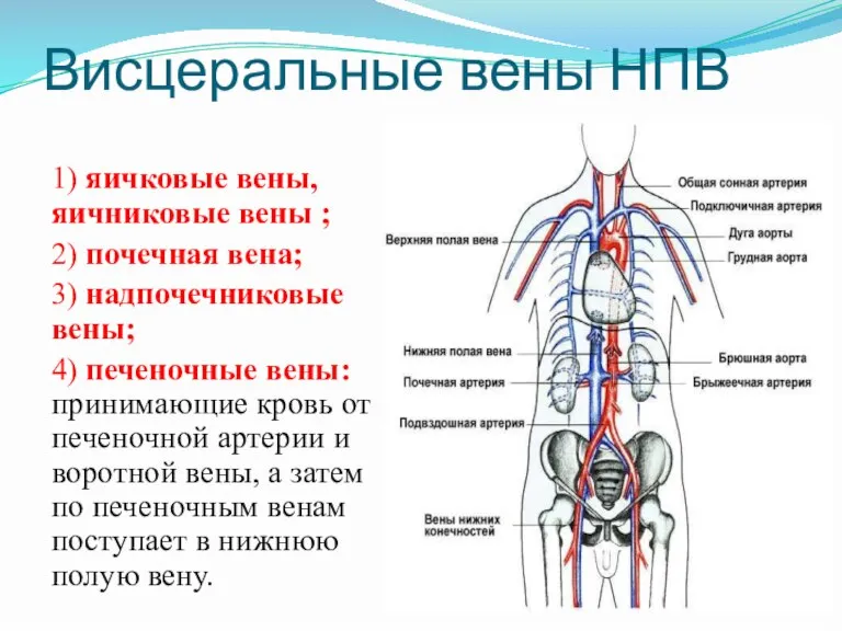 Висцеральные вены НПВ 1) яичковые вены, яичниковые вены ; 2) почечная вена;