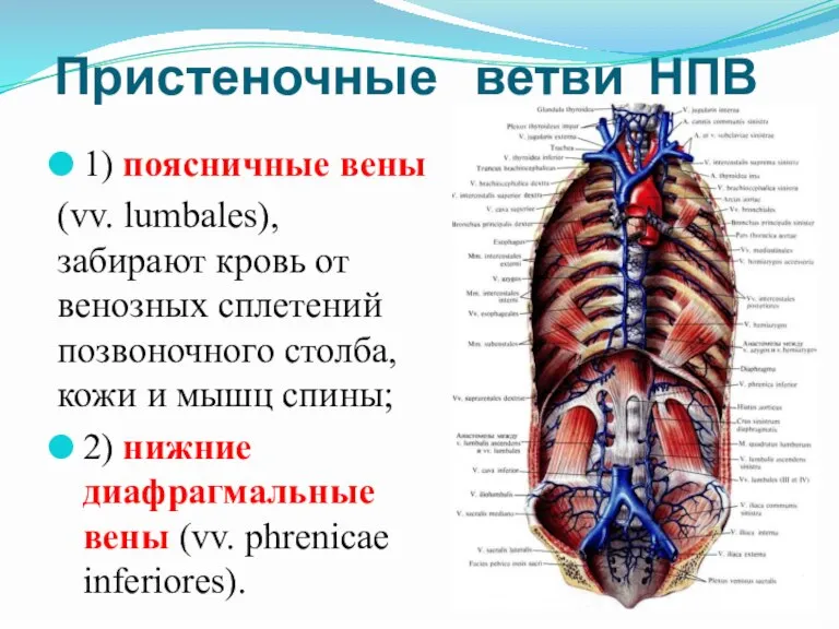 Пристеночные ветви НПВ 1) поясничные вены (vv. lumbales), забирают кровь от венозных