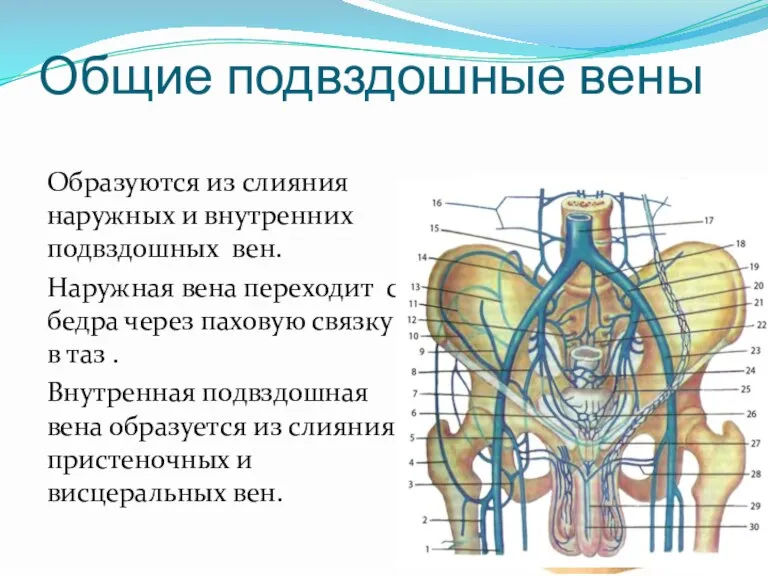 Общие подвздошные вены Образуются из слияния наружных и внутренних подвздошных вен. Наружная