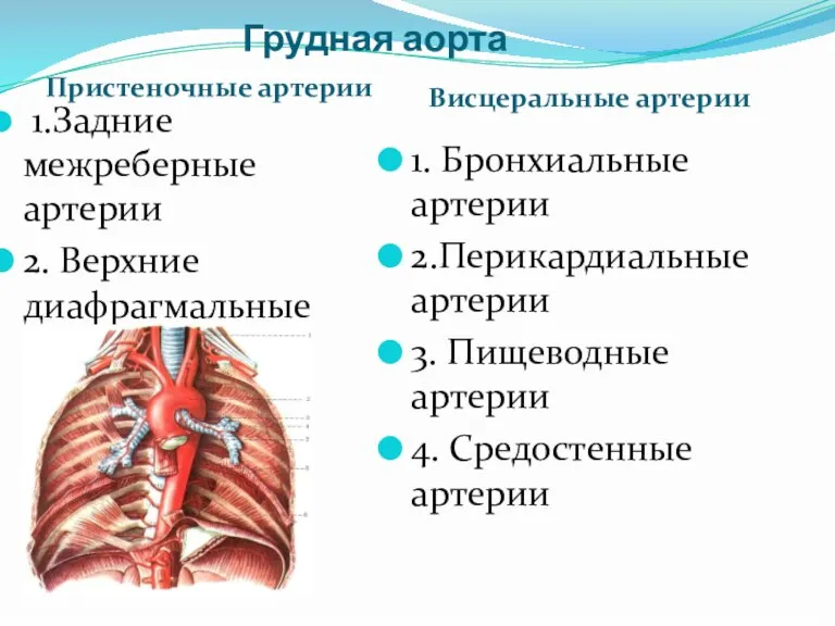 Грудная аорта Пристеночные артерии Висцеральные артерии 1.Задние межреберные артерии 2. Верхние диафрагмальные