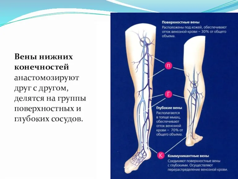 Вены нижних конечностей анастомозируют друг с другом, делятся на группы поверхностных и глубоких сосудов.
