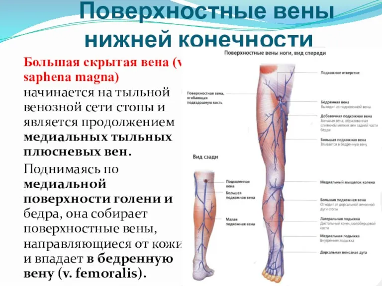 Поверхностные вены нижней конечности Большая скрытая вена (v. saphena magna) начинается на