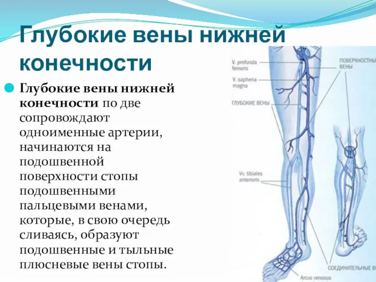 Глубокие вены нижней конечности Глубокие вены нижней конечности по две сопровождают одноименные