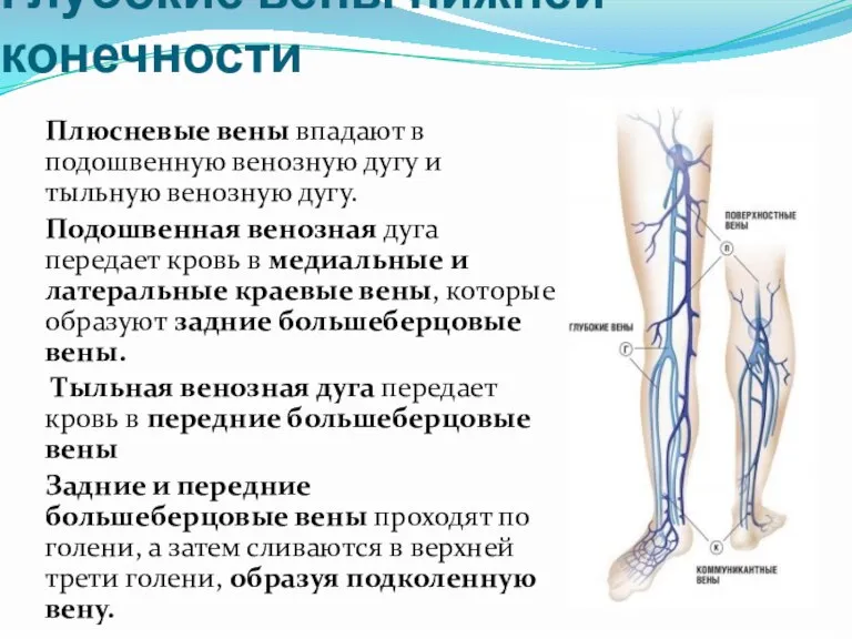 Глубокие вены нижней конечности Плюсневые вены впадают в подошвенную венозную дугу и