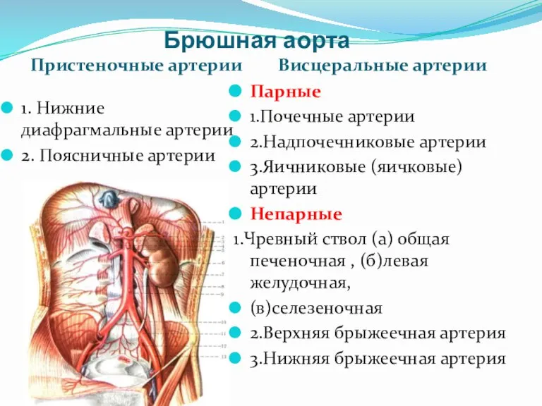 Брюшная аорта Пристеночные артерии Висцеральные артерии 1. Нижние диафрагмальные артерии 2. Поясничные