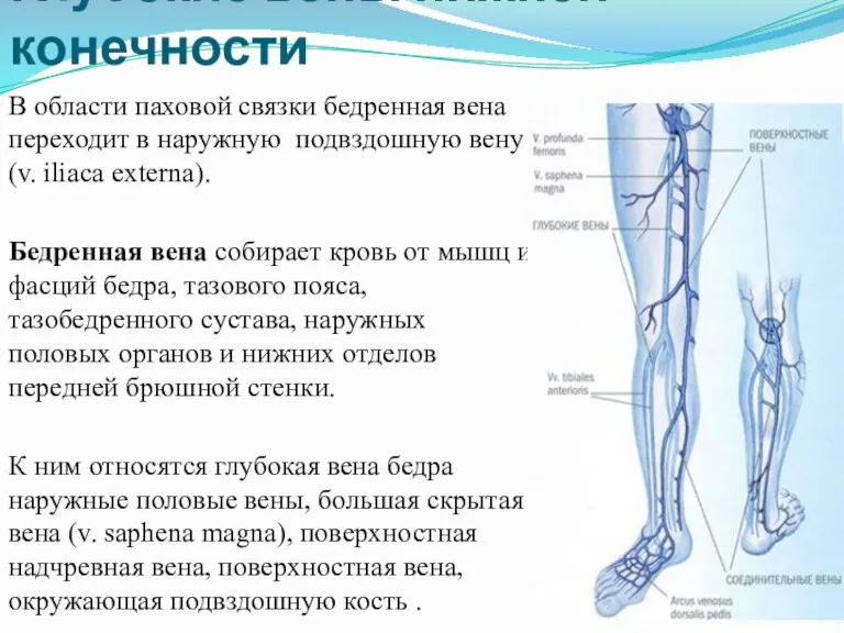 Глубокие вены нижней конечности В области паховой связки бедренная вена переходит в