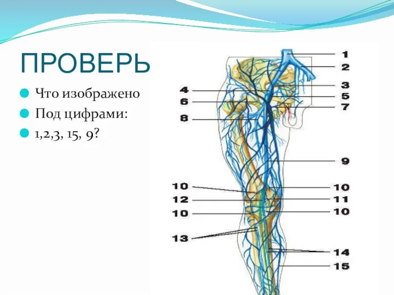 ПРОВЕРЬ СЕБЯ! Что изображено Под цифрами: 1,2,3, 15, 9?