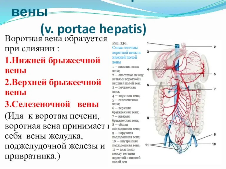 7.Система воротной вены (v. portae hepatis) Воротная вена образуется при слиянии :