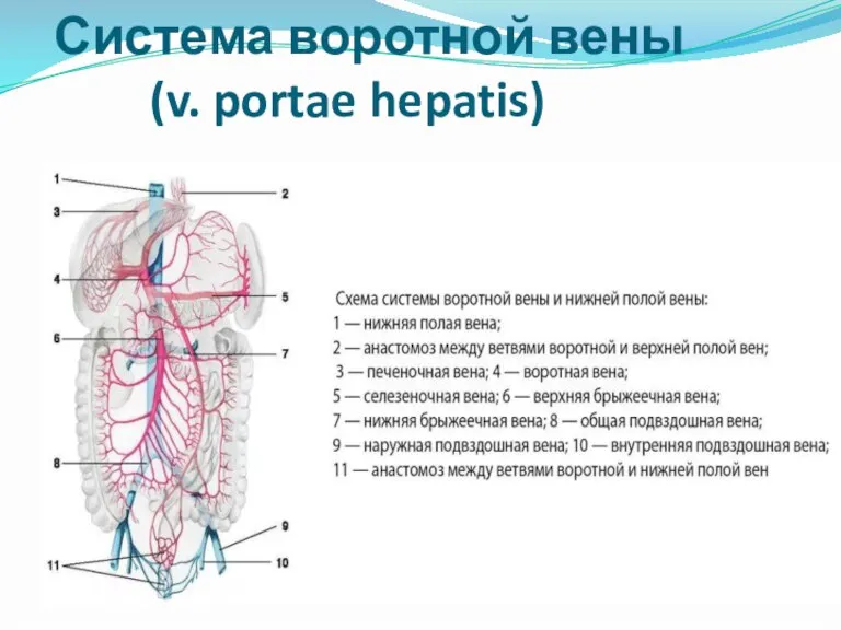 Система воротной вены (v. portae hepatis)