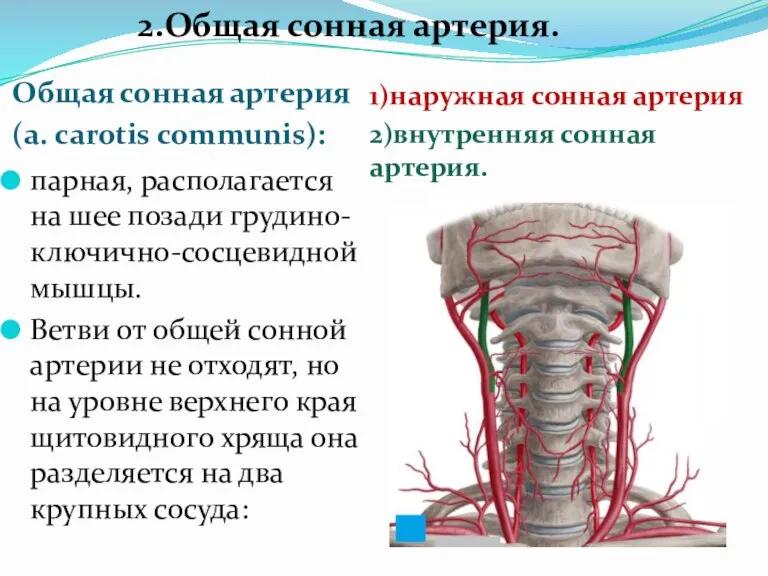 Общая сонная артерия (a. carotis communis): 1)наружная сонная артерия 2)внутренняя сонная артерия.