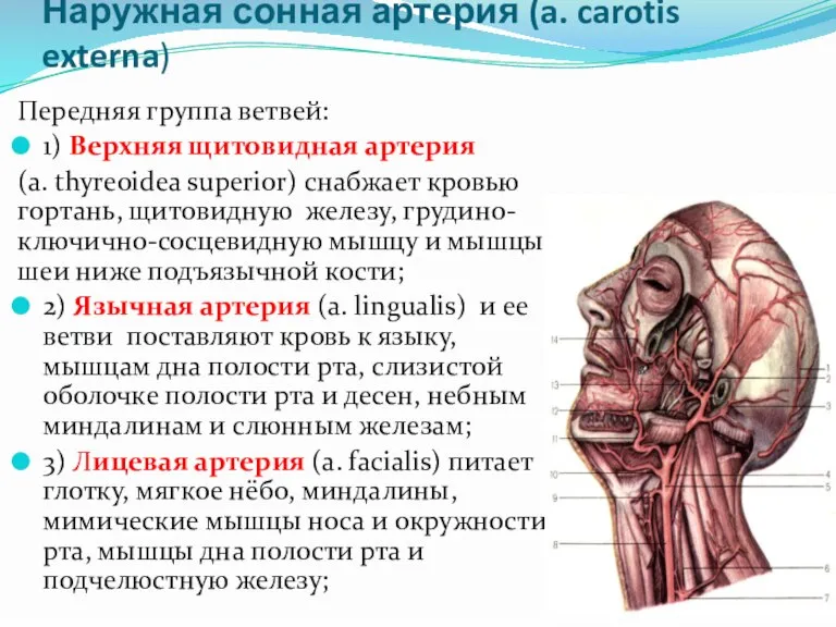 Наружная сонная артерия (a. carotis externa) Передняя группа ветвей: 1) Верхняя щитовидная