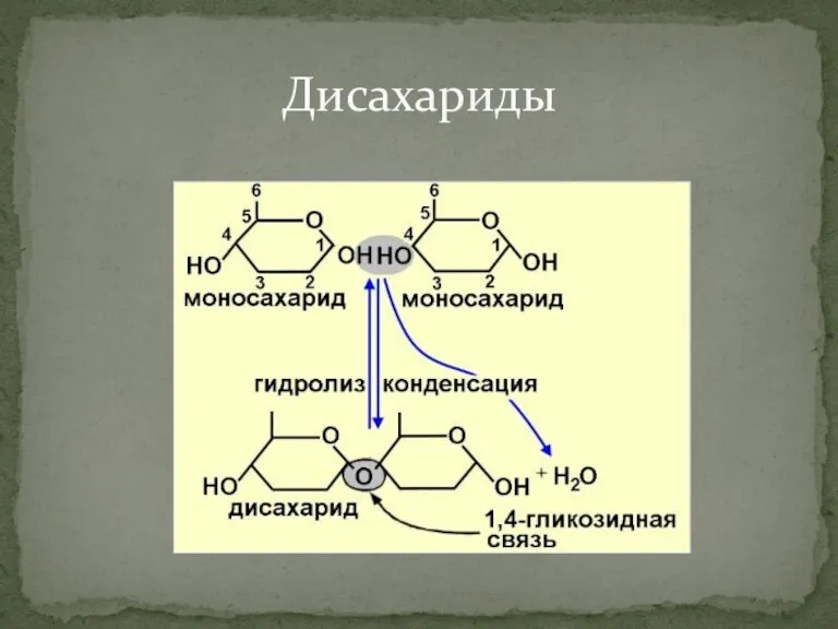 Дисахариды