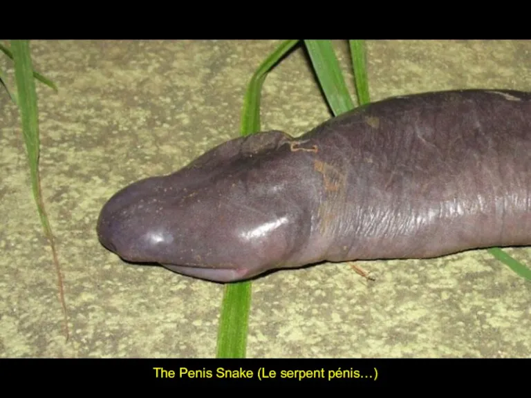 The Penis Snake (Le serpent pénis…)