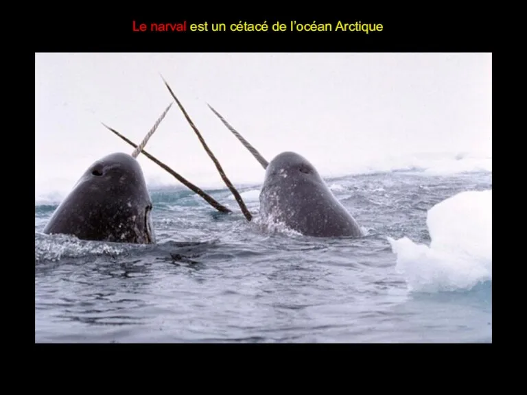 Le narval est un cétacé de l’océan Arctique