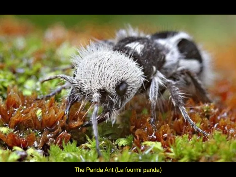 The Panda Ant (La fourmi panda)