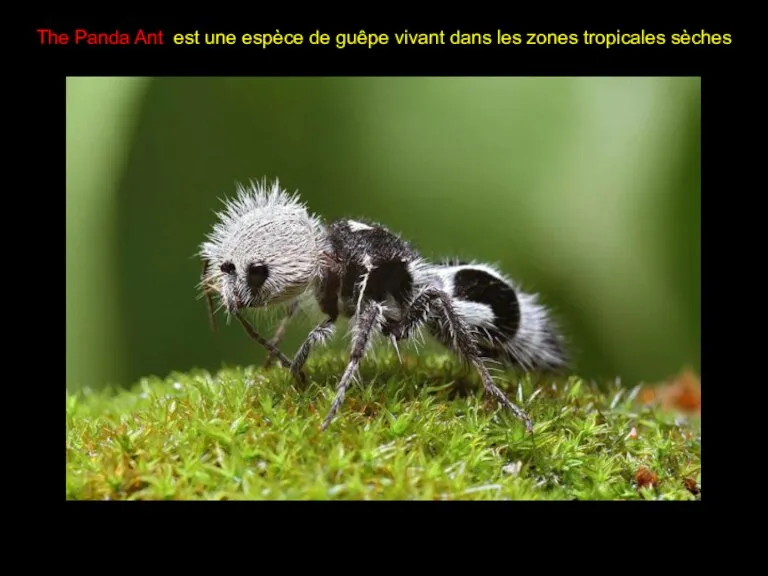 The Panda Ant est une espèce de guêpe vivant dans les zones tropicales sèches