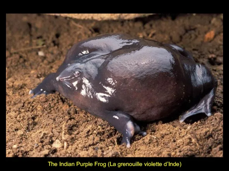 The Indian Purple Frog (La grenouille violette d’Inde)