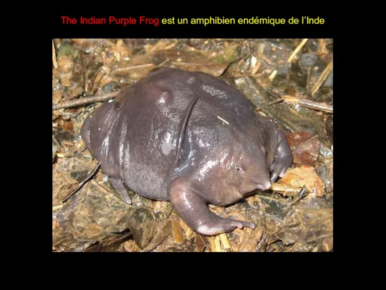 The Indian Purple Frog est un amphibien endémique de l’Inde