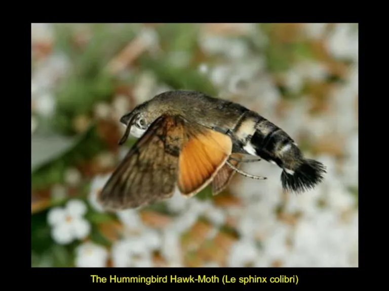 The Hummingbird Hawk-Moth (Le sphinx colibri)