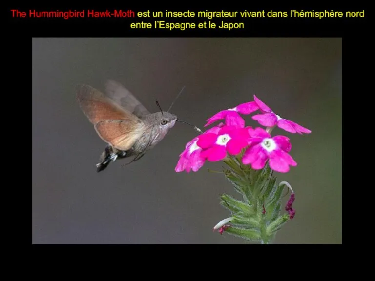 The Hummingbird Hawk-Moth est un insecte migrateur vivant dans l’hémisphère nord entre l’Espagne et le Japon