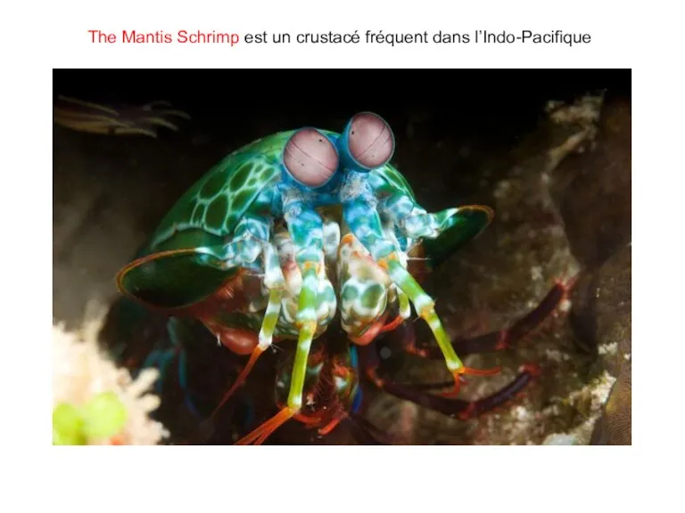 The Mantis Schrimp est un crustacé fréquent dans l’Indo-Pacifique