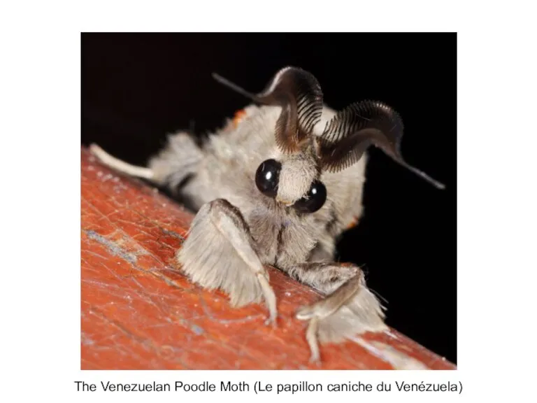 The Venezuelan Poodle Moth (Le papillon caniche du Venézuela)