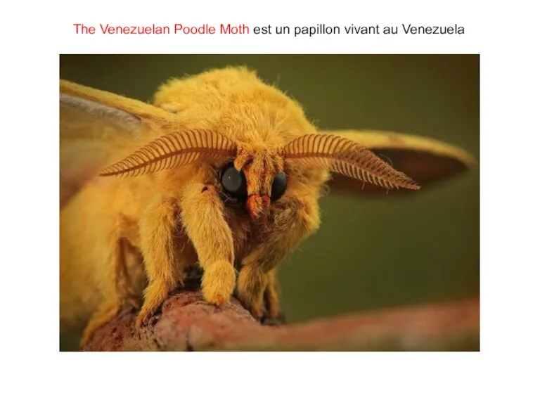 The Venezuelan Poodle Moth est un papillon vivant au Venezuela