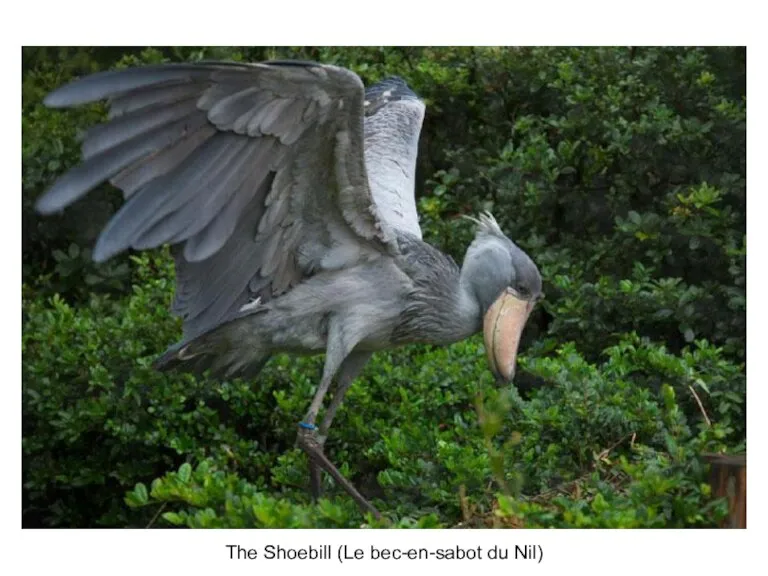 The Shoebill (Le bec-en-sabot du Nil)