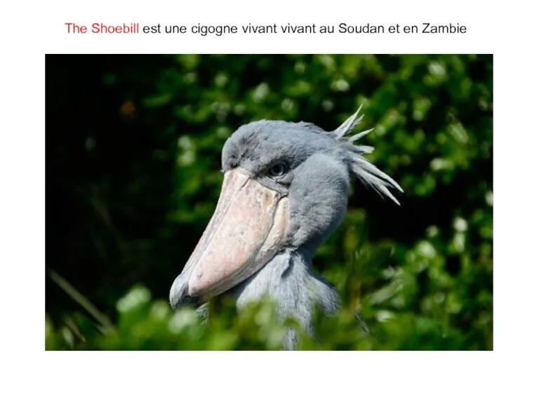 The Shoebill est une cigogne vivant vivant au Soudan et en Zambie