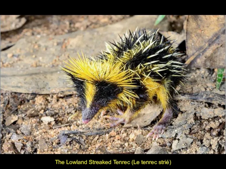 The Lowland Streaked Tenrec (Le tenrec strié)