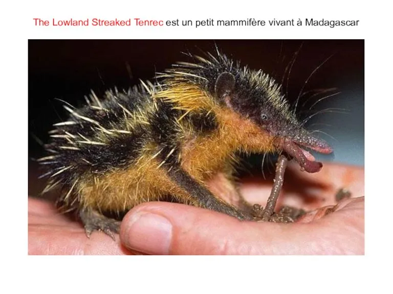 The Lowland Streaked Tenrec est un petit mammifère vivant à Madagascar