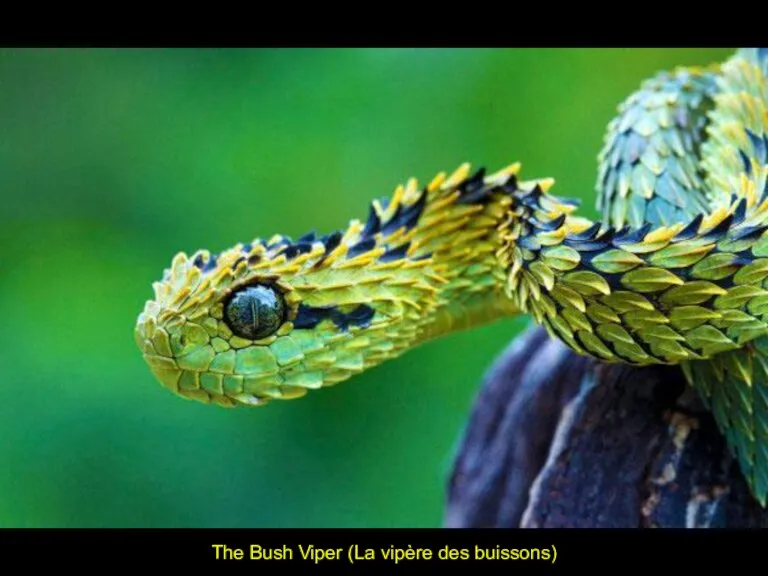 The Bush Viper (La vipère des buissons)