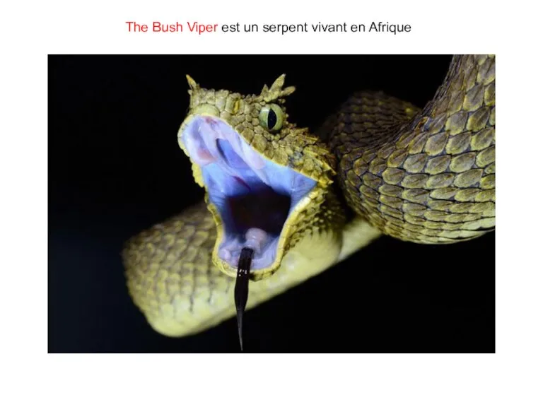 The Bush Viper est un serpent vivant en Afrique