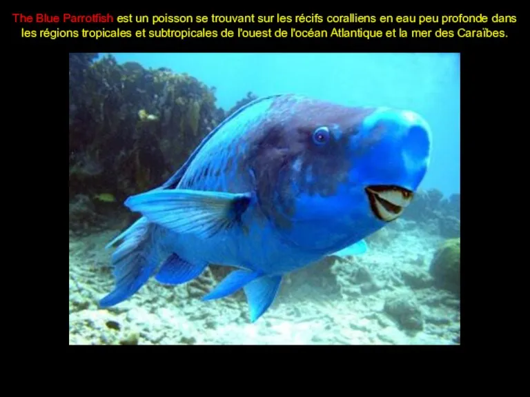 The Blue Parrotfish est un poisson se trouvant sur les récifs coralliens