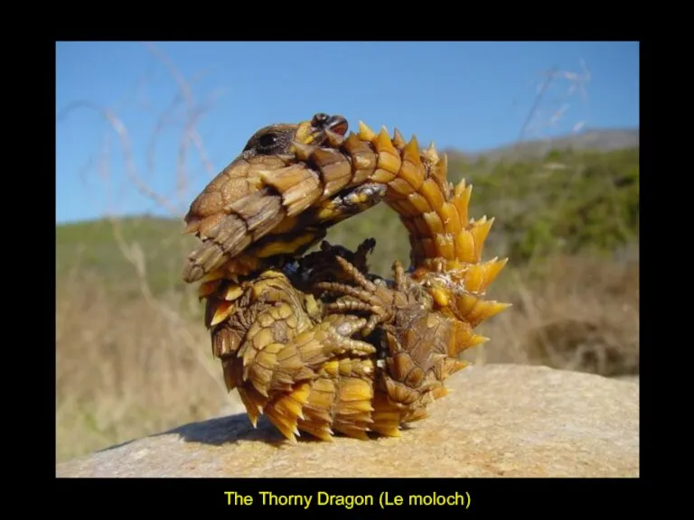 The Thorny Dragon (Le moloch)