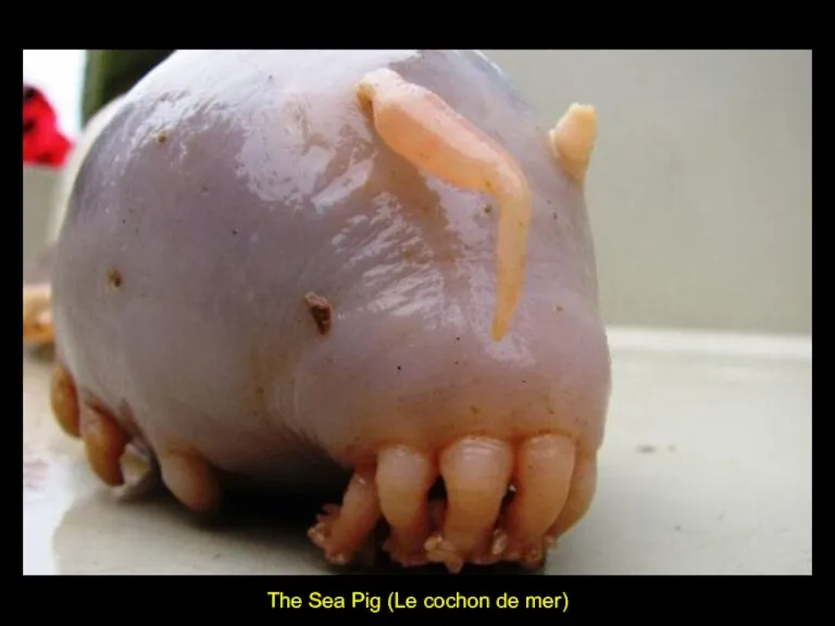 The Sea Pig (Le cochon de mer)