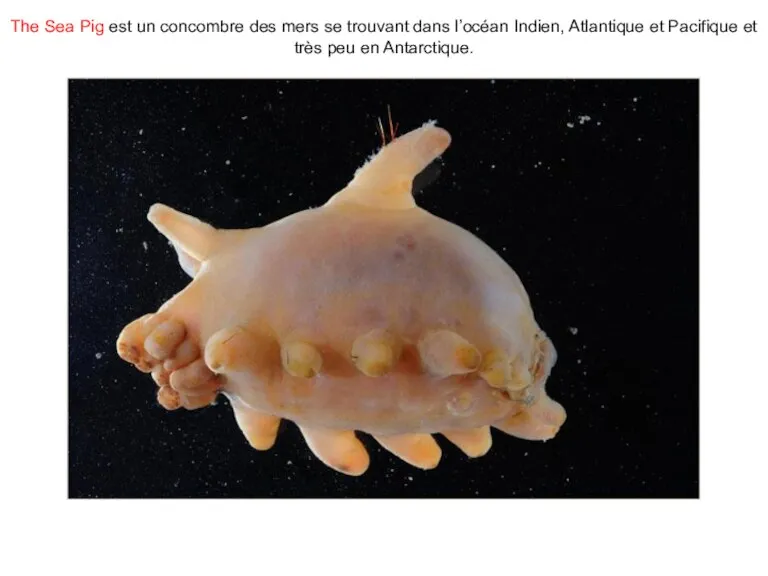 The Sea Pig est un concombre des mers se trouvant dans l’océan