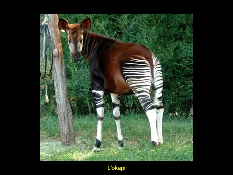 L'okapi